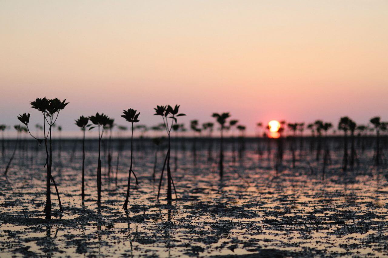 Kayakers paddling through the green tidal channels of the Abu Dhabi mangroves