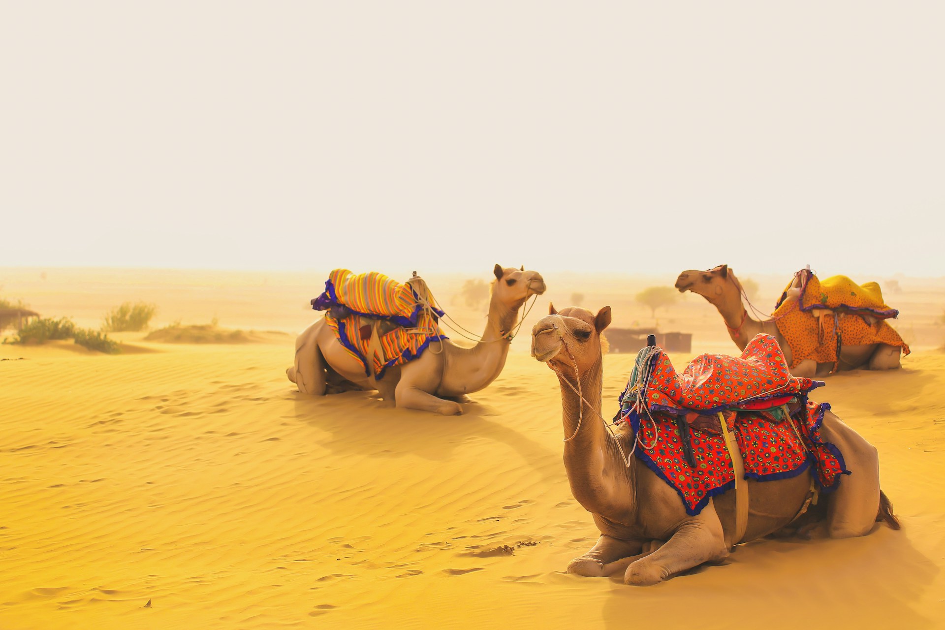 Desert National Park Jaisalmer Great Indian Bustard endangered bird dunes fossil