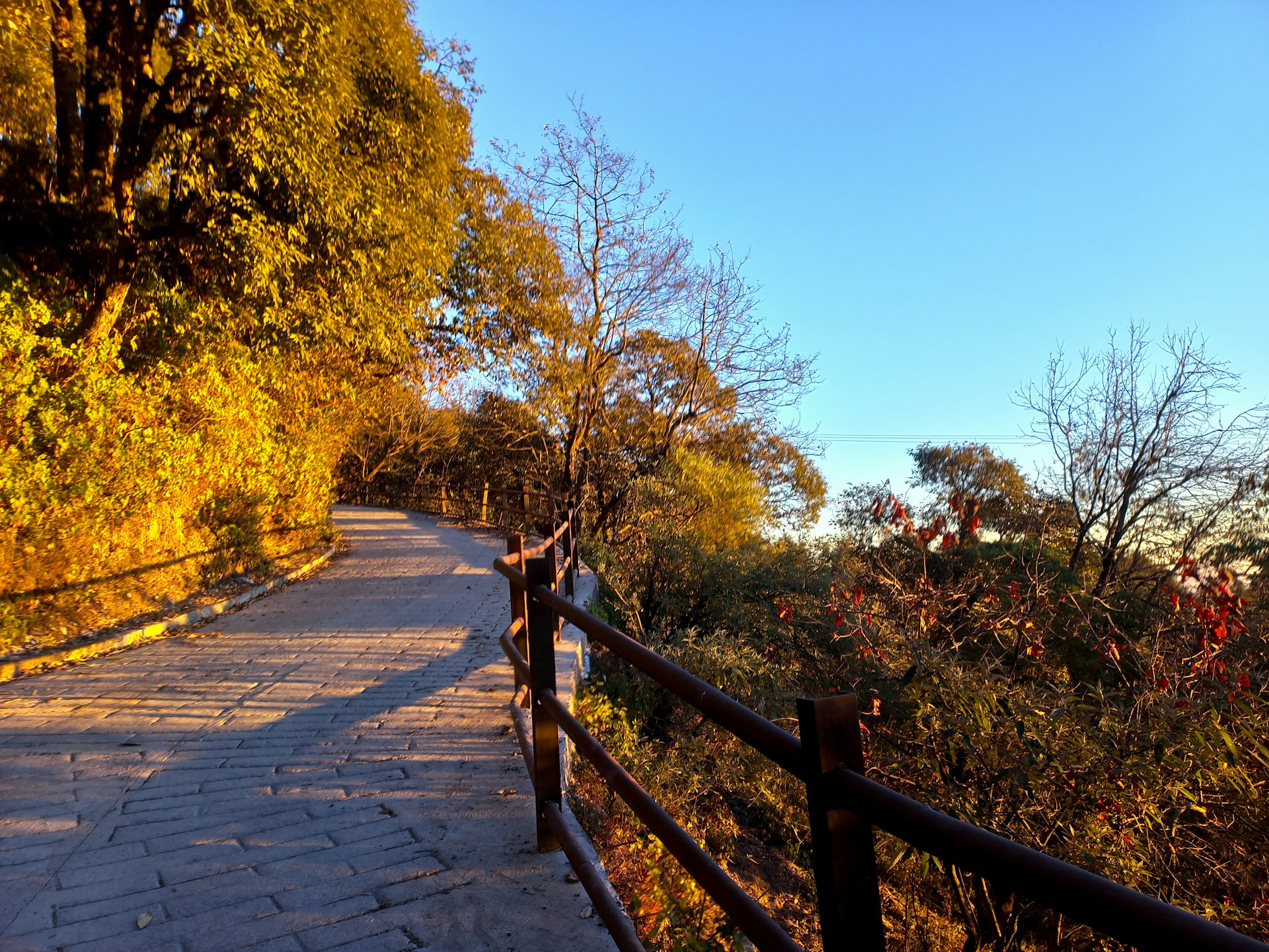 Camel's Back Road walking path in Mussoorie with valley views and the camel-shaped rock