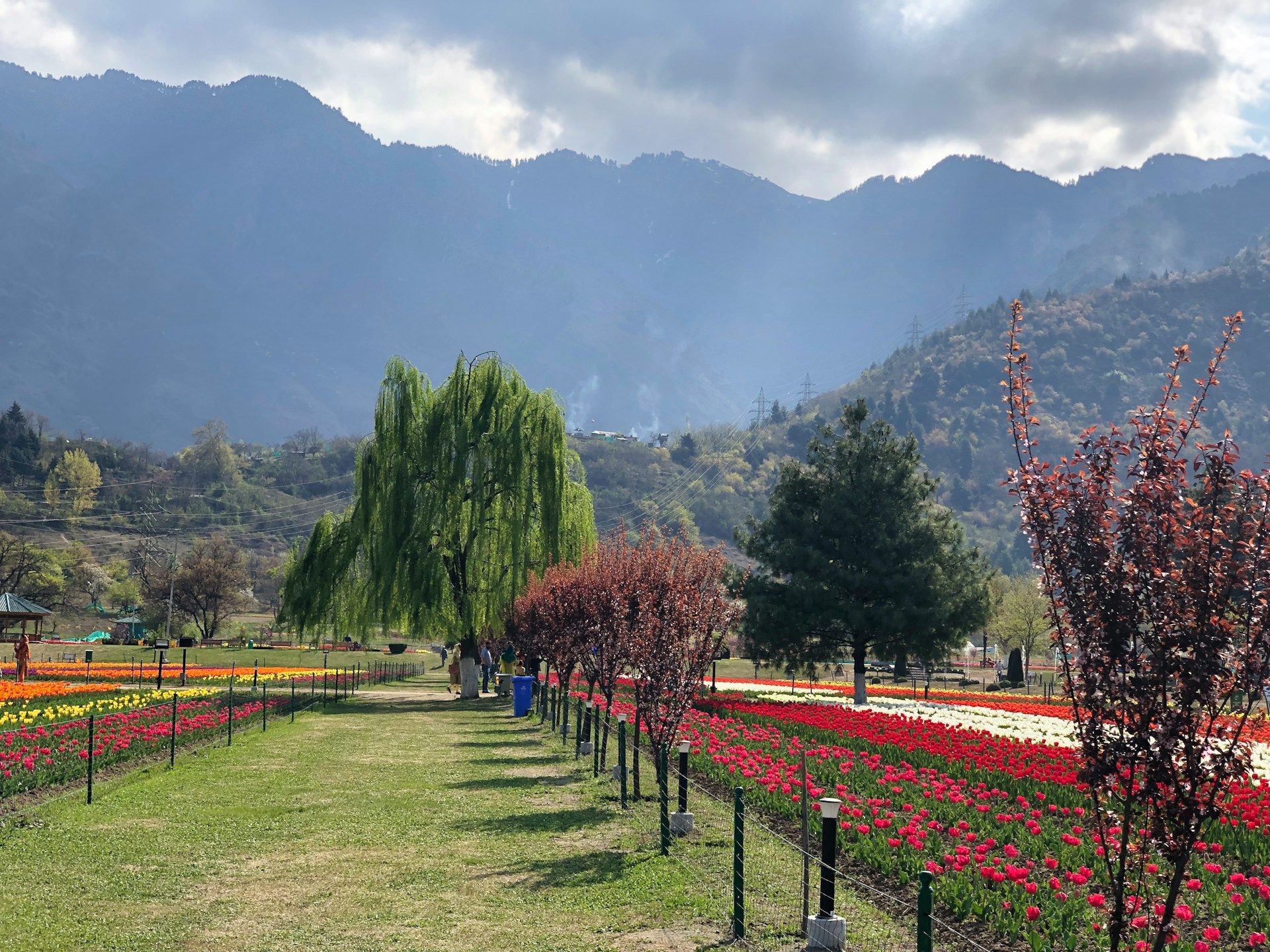 Rows of tulips at Indira Gandhi Memorial Tulip Garden in Srinagar with Dal Lake behind