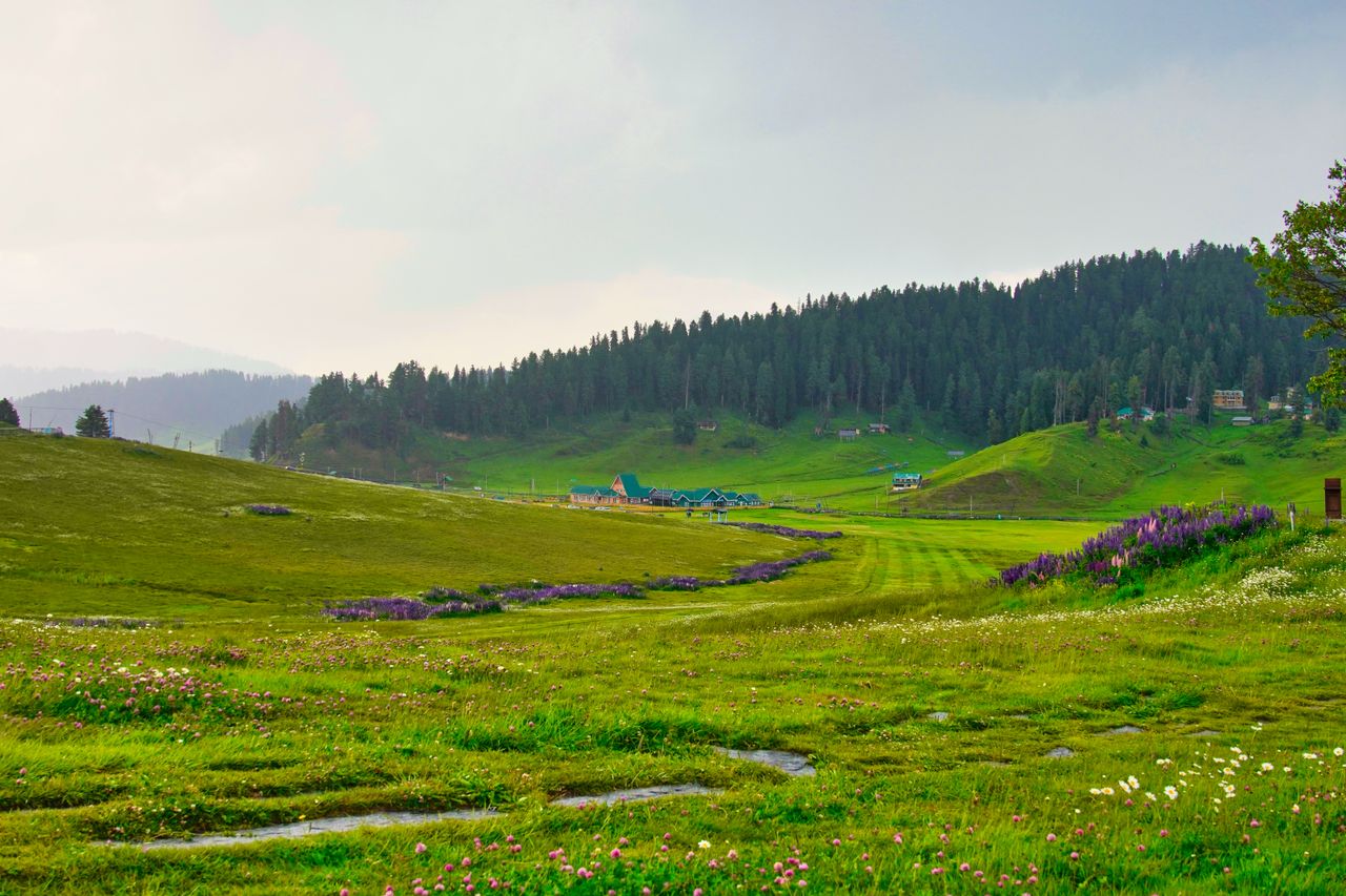 Pine-forested meadows of Yusmarg in Kashmir with snow peaks in the distance