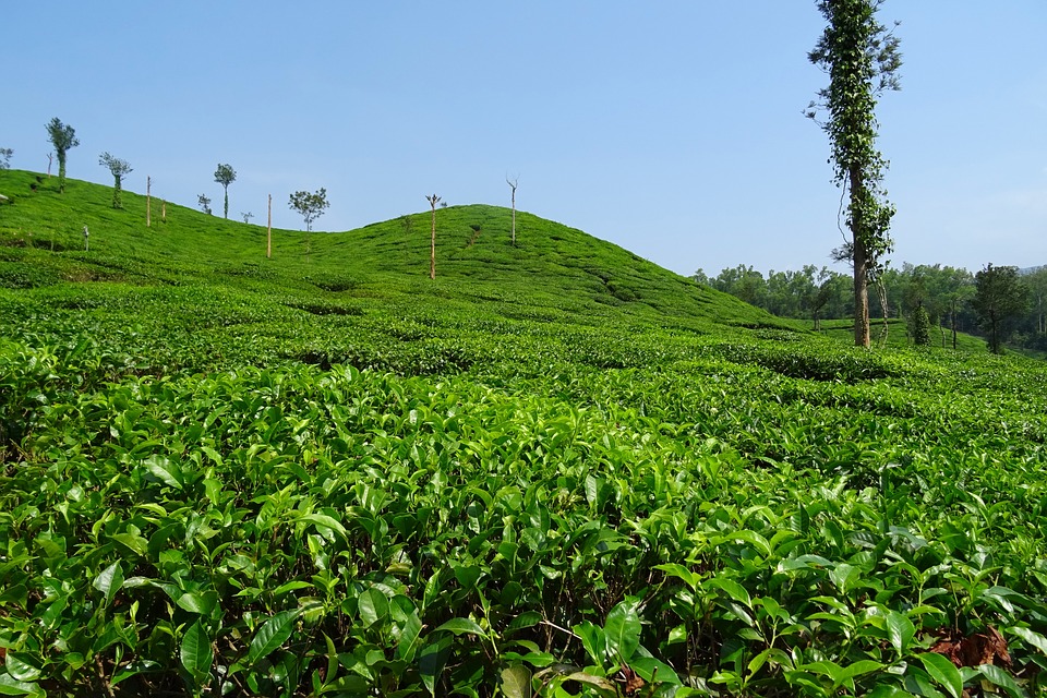 Kangra tea gardens Palampur Himachal Pradesh green rows rolling hills